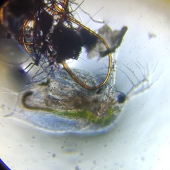 Daphnia
