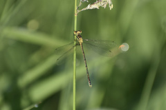 Lestes