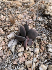 Adromischus umbraticola