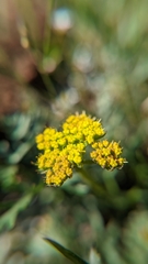 Cymopterus lemmonii