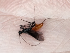 Doryctes leucogaster