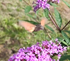 Macroglossum stellatarum