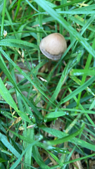 Panaeolus foenisecii