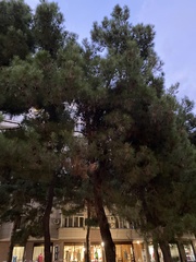 Pinus