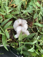 Lepiota cristata