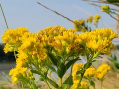 Solidago rigida