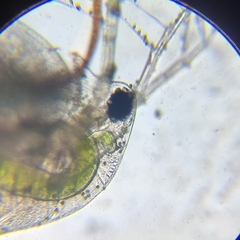 Daphnia