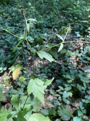Geum