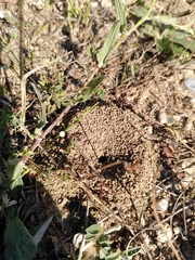 Apoidea