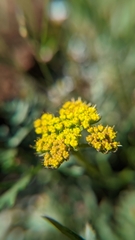 Cymopterus lemmonii