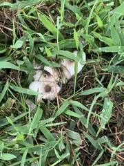 Lepiota cristata