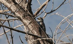 Dryobates nuttallii