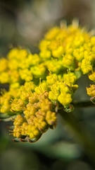 Cymopterus lemmonii