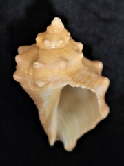 Stramonita biserialis