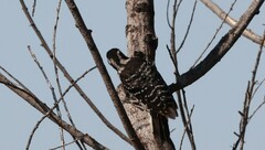 Dryobates nuttallii