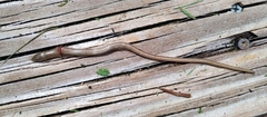 Ophisaurus ventralis