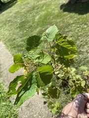 Vitis vulpina