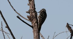 Dryobates nuttallii