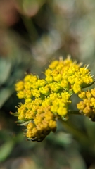 Cymopterus lemmonii