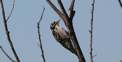Dryobates nuttallii