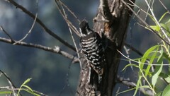 Dryobates nuttallii