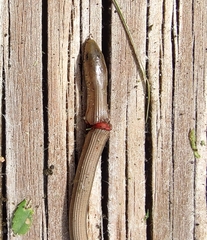 Ophisaurus ventralis