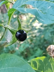 Atropa belladonna