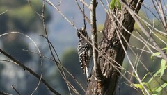 Dryobates nuttallii