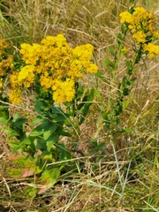 Solidago rigida
