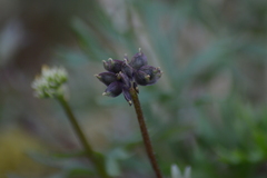 Ranunculaceae