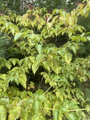 Cornus alternifolia