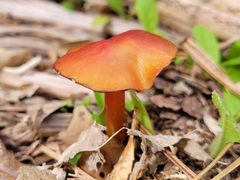 Hygrocybe
