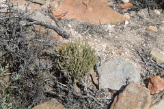 Crassula muscosa