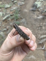 Oedipodinae