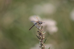 Sympetrum flaveolum