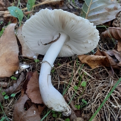 Leucoagaricus