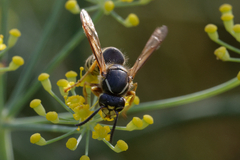 Dolichovespula