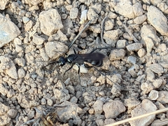 Cryptocheilus hispanicus