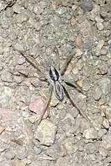 Lycosoidea