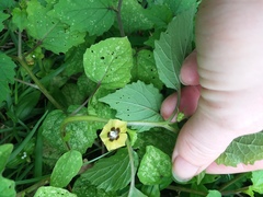 Physalis cordata