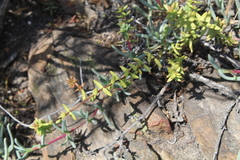 Crassula subaphylla