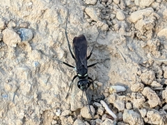 Cryptocheilus hispanicus