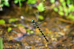Anotogaster sieboldii sieboldii