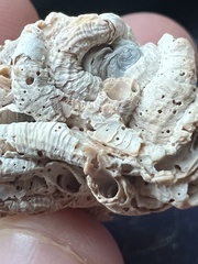 Petaloconchus varians