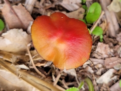 Hygrocybe