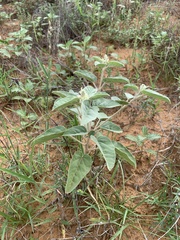 Croton