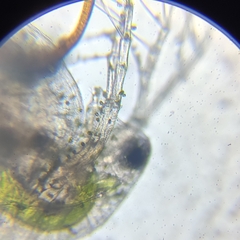 Daphnia