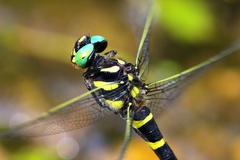 Anotogaster sieboldii sieboldii