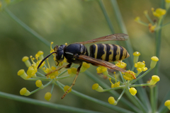 Dolichovespula