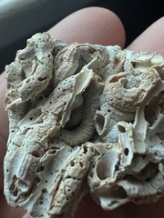 Petaloconchus varians